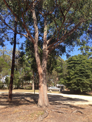 Eucalyptus globoidea