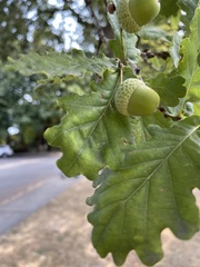 Quercus robur