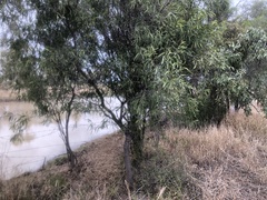 Alectryon oleifolius