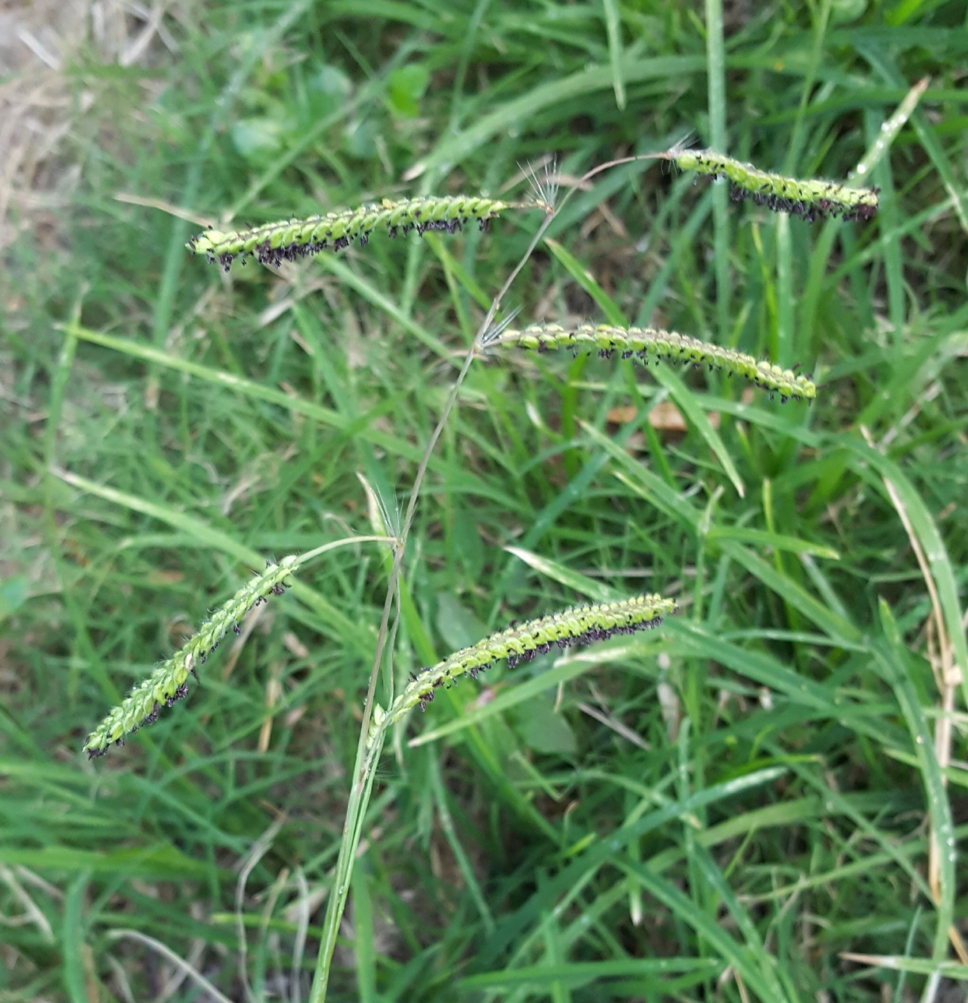 (c) François Rousseu, certains droits réservés (CC BY-NC) https://www.inaturalist.org/observations/91281320