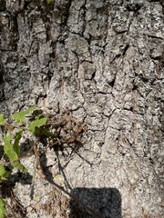 Quercus robur