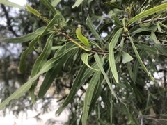 Alectryon oleifolius