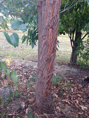 Eucalyptus muelleriana