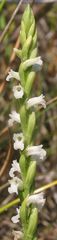 Spiranthes aestivalis