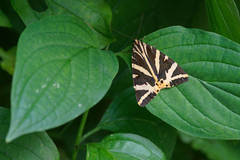 Euplagia quadripunctaria