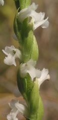 Spiranthes aestivalis