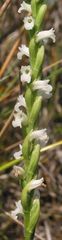 Spiranthes aestivalis