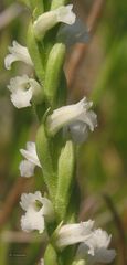 Spiranthes aestivalis