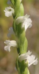 Spiranthes aestivalis