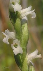 Spiranthes aestivalis