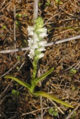 Spiranthes aestivalis