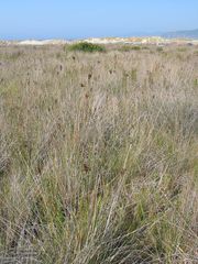 Spiranthes aestivalis