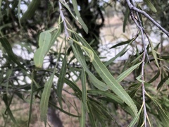 Alectryon oleifolius