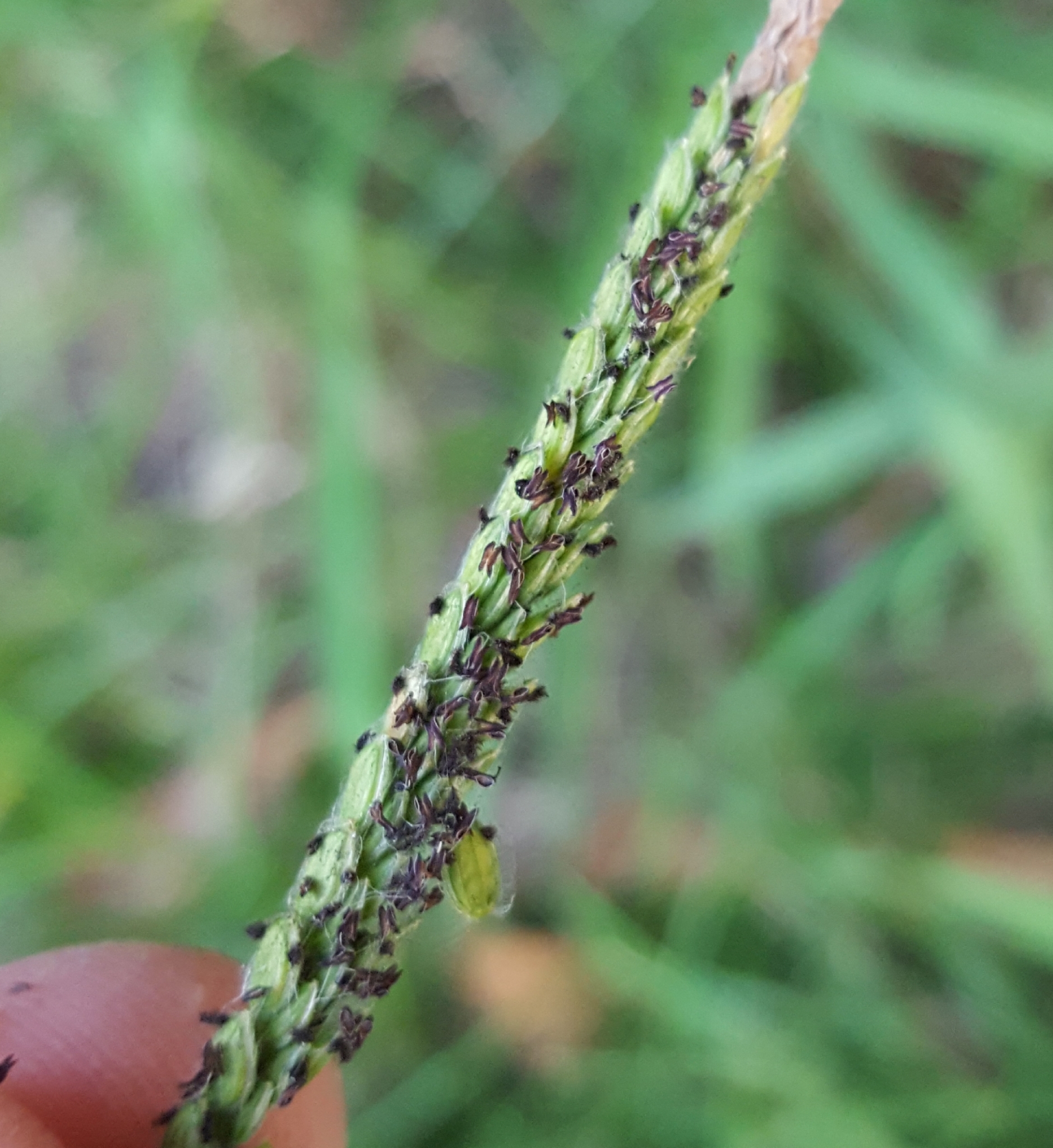 (c) François Rousseu, certains droits réservés (CC BY-NC) https://www.inaturalist.org/observations/91281320