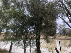 Alectryon oleifolius