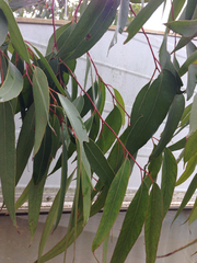 Eucalyptus muelleriana
