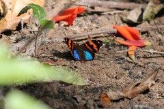 Epiphile orea negrina
