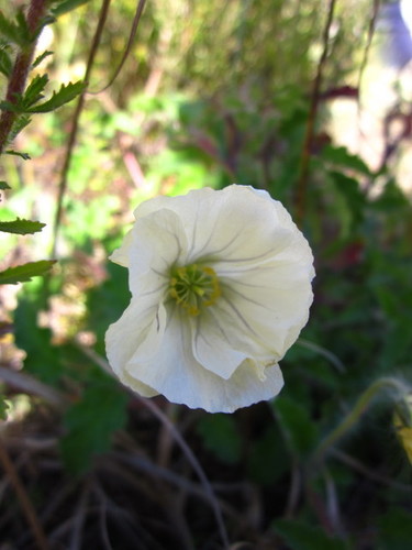 Monsonia emarginata