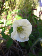 Monsonia emarginata