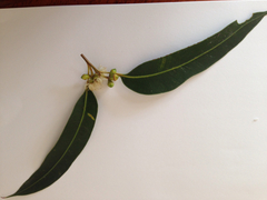 Eucalyptus botryoides