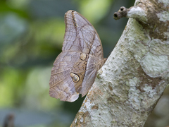 Eryphanis automedon