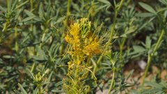 Cleomella palmeri