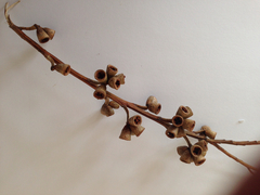 Eucalyptus botryoides