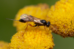 Ichneumonidae