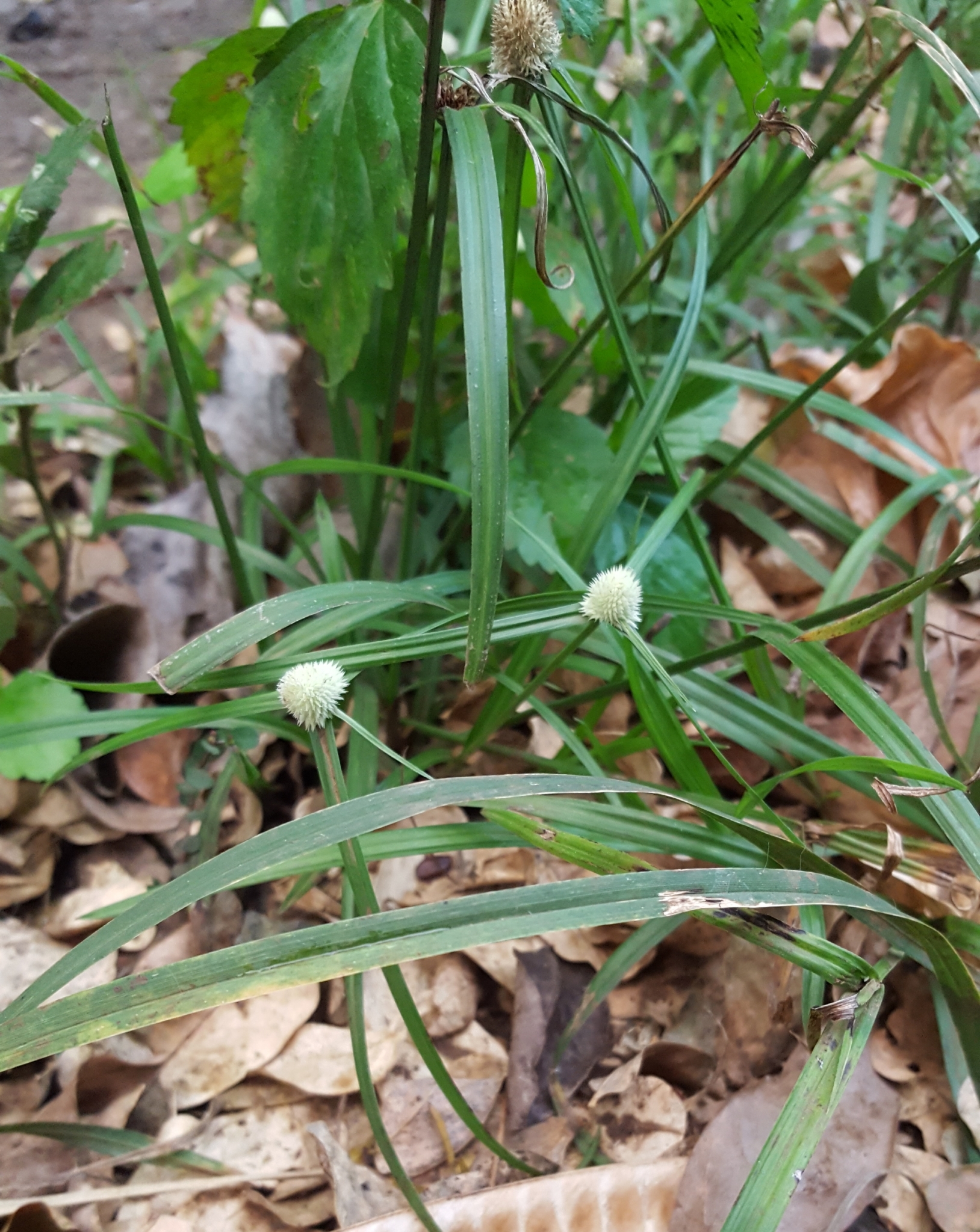 (c) François Rousseu, certains droits réservés (CC BY-NC) https://www.inaturalist.org/observations/91281705
