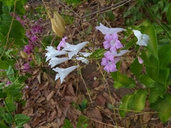 Fridericia platyphylla