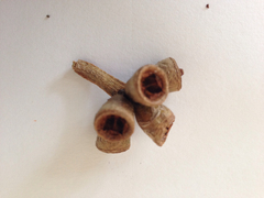 Eucalyptus botryoides