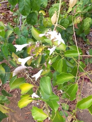 Fridericia platyphylla
