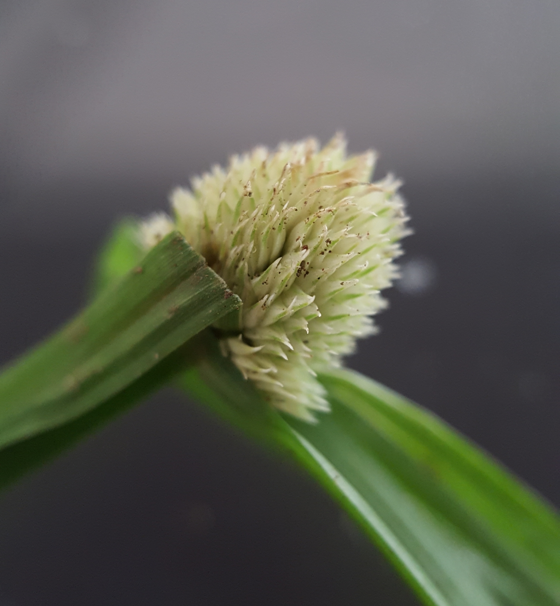 (c) François Rousseu, certains droits réservés (CC BY-NC) https://www.inaturalist.org/observations/91281705