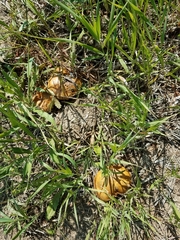 Suillus occidentalis