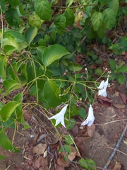 Fridericia platyphylla