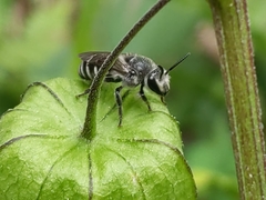 Colletes latitarsis