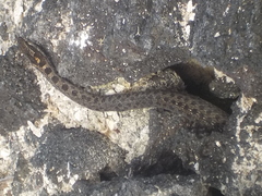 Pseudalsophis occidentalis