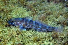Gobius xanthocephalus