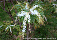 Ledenbergia peruviana