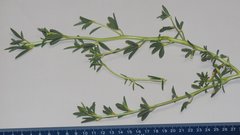 Cleomella palmeri