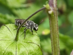 Colletes latitarsis