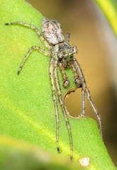 Pherecydes