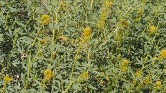 Cleomella palmeri