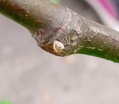 Emertonella taczanowskii