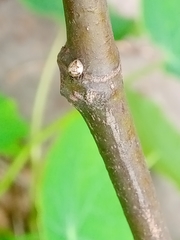 Emertonella taczanowskii