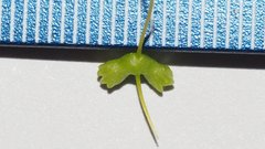Cleomella palmeri