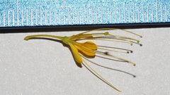 Cleomella palmeri