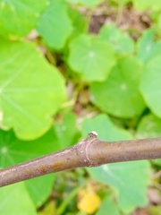 Emertonella taczanowskii