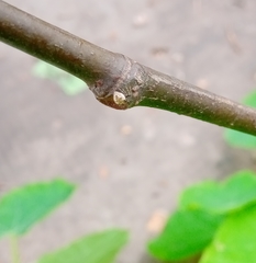 Emertonella taczanowskii