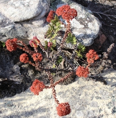 Crassula undulata